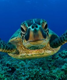 Diferencias entre una tortuga de tierra y una de mar
