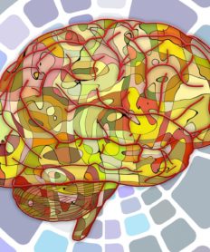 Cuanto es el porcentaje del cerebro que usamos – Solución definitiva