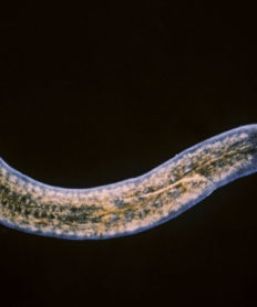 Descubren la célula capaz de regenerar la vida