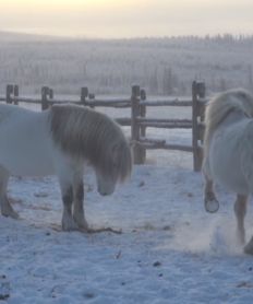 Los caballos que resisten hasta -60ºC