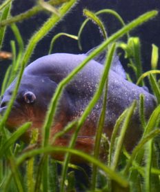 Cuidate de los siguientes animales submarinos