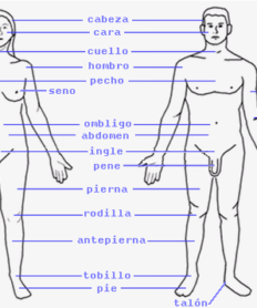 Conociendo algunas partes de nuestro cuerpo – Explicación para niños