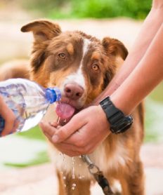 Creencias extrañas sobre los perros