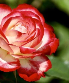 Cosas importantes sobre las flores