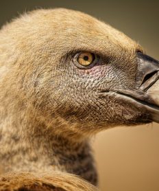 Conoce todos los tipos de animales aéreos