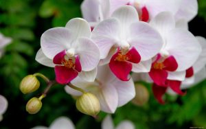 orquídea