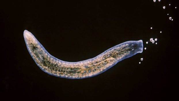 celula capaz de regenerar vida