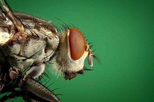 Enfermedades que se pueden trasmitir de bichos a humanos