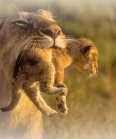 Todo lo que necesitas saber sobre los animales carnívoros