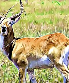 ¿Cuáles son las características de los animales vertebrados?