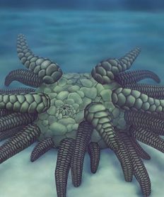Científicos descubren un fósil similar al Cthulhu