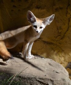 Conoce al fénec o zorro del desierto